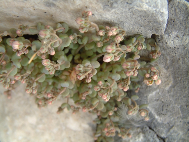 Sedum dasyphyllum / Borracina cinerea